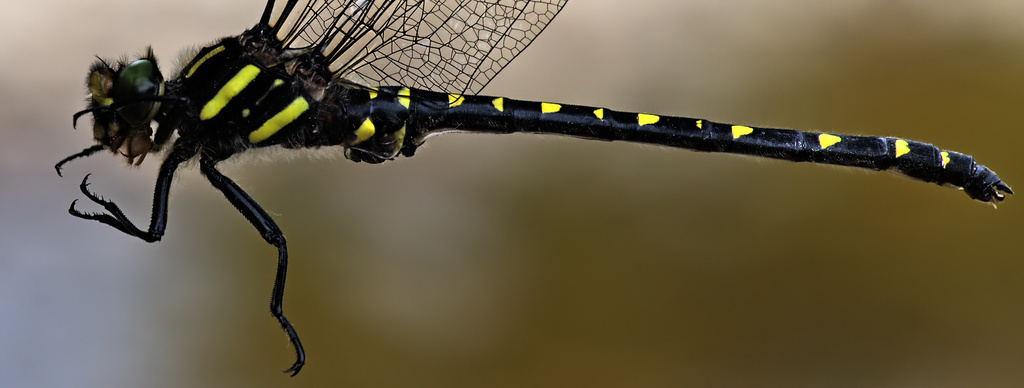 Golden-ringed dragonflies