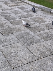 Columba livia domestica