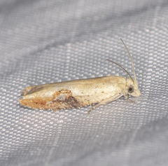 Pseudexentera costomaculana