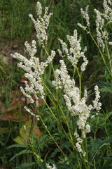 Koenigia alpina