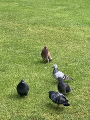 Columba livia domestica