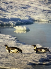 Aptenodytes forsteri