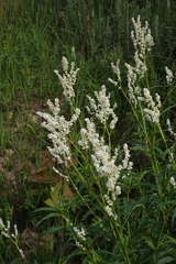 Koenigia alpina