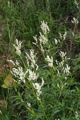 Koenigia alpina