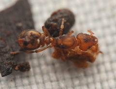 Colobostruma elliotti