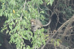 Cercopithecus neglectus