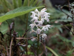 Oreorchis micrantha