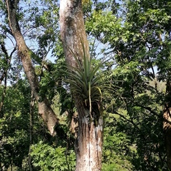 Tillandsia