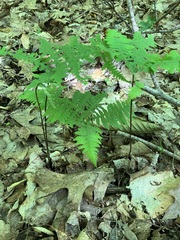 Phegopteris hexagonoptera