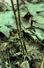 Phegopteris hexagonoptera