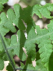 Phegopteris hexagonoptera