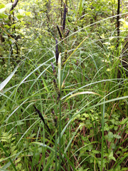 Carex acutiformis