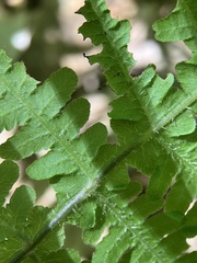 Phegopteris hexagonoptera