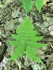 Phegopteris hexagonoptera