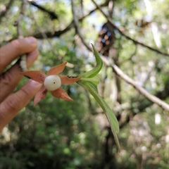 Columnea schiedeana
