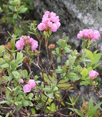 Kalmia polifolia