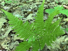 Phegopteris hexagonoptera