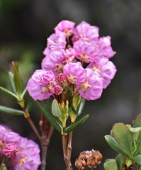 Kalmia polifolia