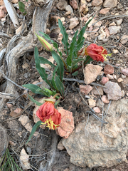 Oenothera howardii