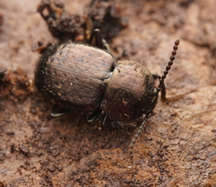 Adelium abbreviatum