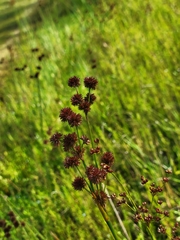 Juncus megacephalus
