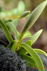 Veronica subfulvida
