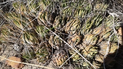 Haworthiopsis fasciata