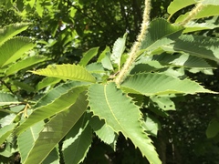 Castanea sativa