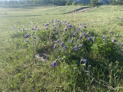 Pulsatilla ambigua