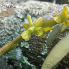 Epidendrum cardiophorum