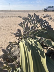 Welwitschia mirabilis image