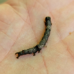 Catocala amica