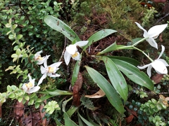 Coelogyne nitida