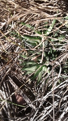 Haworthiopsis fasciata