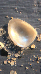 Nucula proxima