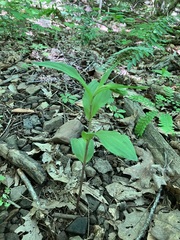 Epipactis helleborine