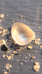 Nucula proxima