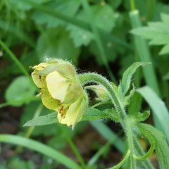 Geum × intermedium