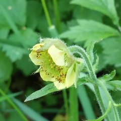 Geum × intermedium