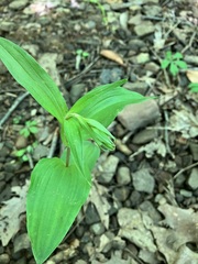Epipactis helleborine