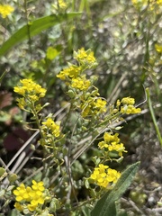 Odontarrhena obovata