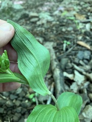 Epipactis helleborine