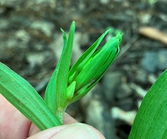 Epipactis helleborine