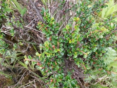 Cotoneaster rotundifolius