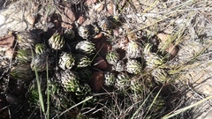 Haworthiopsis fasciata