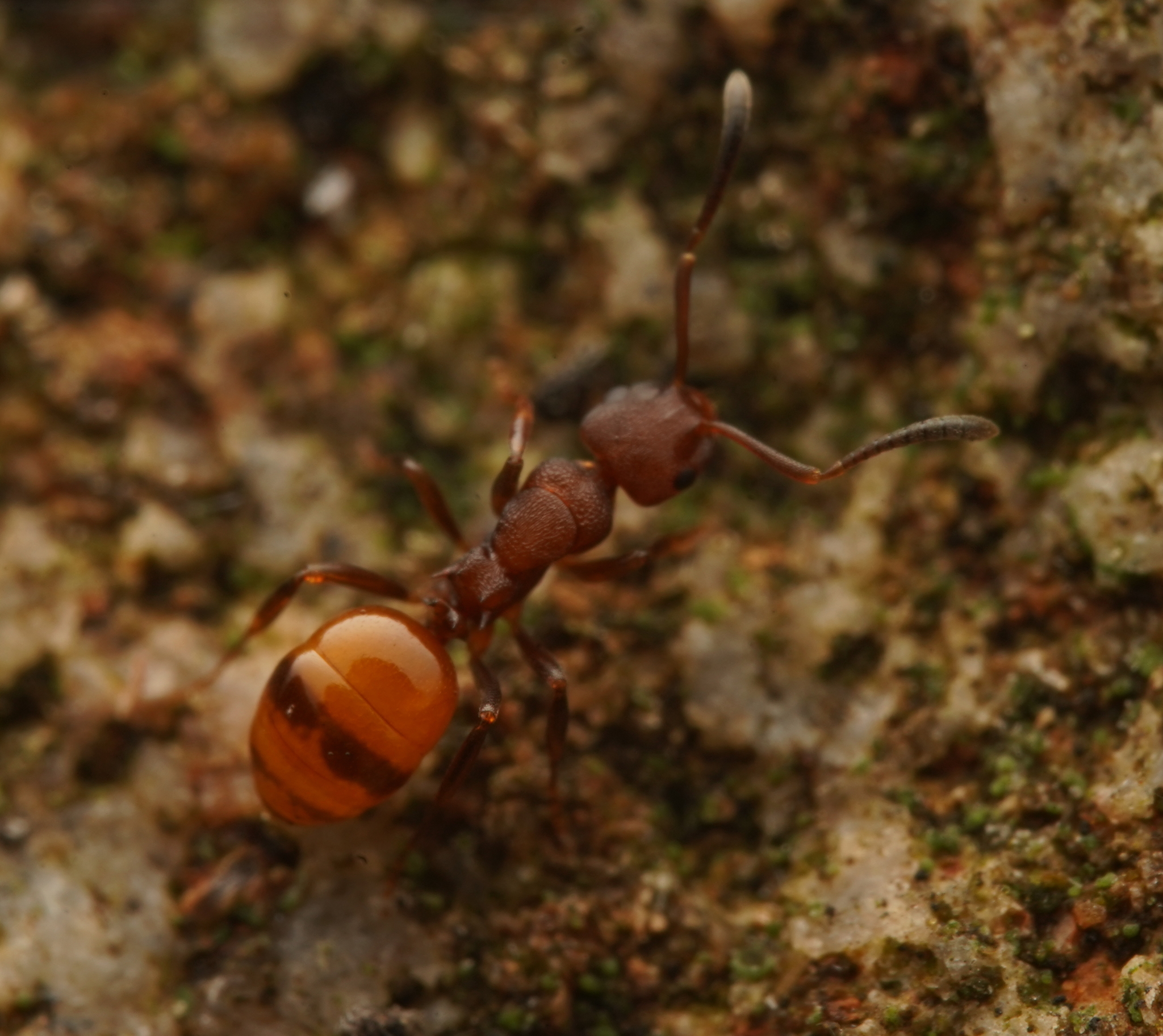 Stigmacros barretti