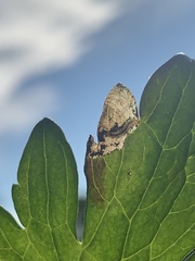 Pseudodineura fuscula