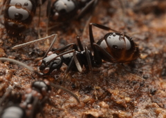 Prolasius nitidissimus