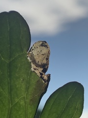Pseudodineura fuscula