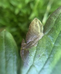 Pseudodineura fuscula
